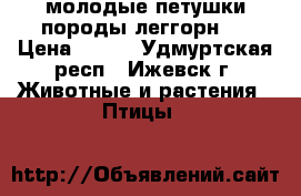 молодые петушки породы леггорн . › Цена ­ 500 - Удмуртская респ., Ижевск г. Животные и растения » Птицы   